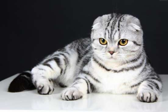 Ищу кота, кошку, котенка