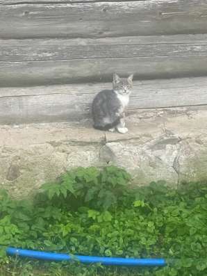 Котята в Санкт-Петербурге фото 3