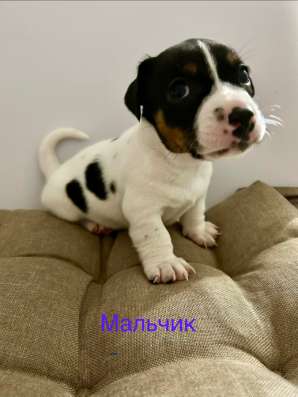 Продам щенят в Сосновом Бору фото 3