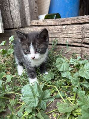 Отдам котят в Котовске