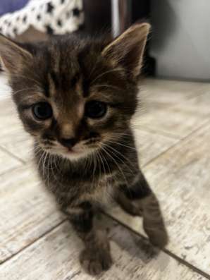 Отдаю котят в добрые руки ! в Саратове