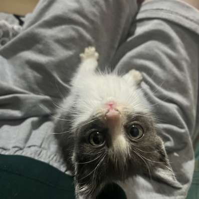 Котенок