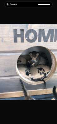 Котята бесплатно в Павловском Посаде
