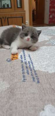 Шотландские котята фото 12