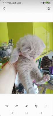 Шотландские котята фото 6