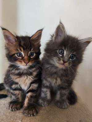 Продам котят Мейн Кун фото 17