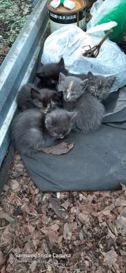 Котята в хорошие руки в Липецке фото 5