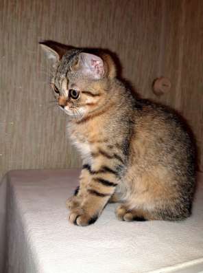 Породистые котята