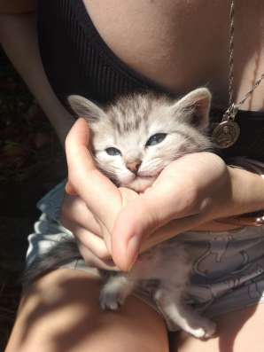 Отдам котят бесплатно