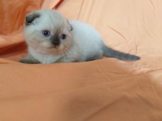 Шотландские котята фото 6