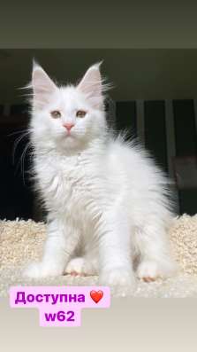 Kitten MaineCoon в Москве фото 5