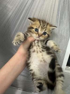 Котенок мальчик