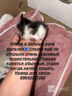 Котяты?? в Москве фото 3