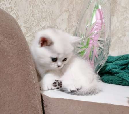 Котята британские серебристые в Москве фото 3
