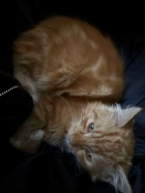 сибирские котята в Ставрополе фото 3