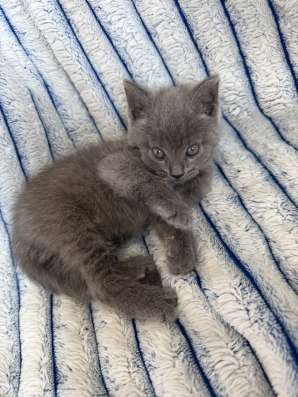 Британский котёнок