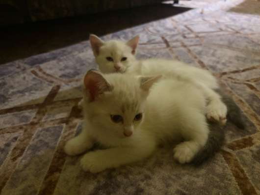 Котята в Челябинске фото 3