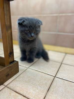 Отдам котят в добрые руки в Коломне фото 3