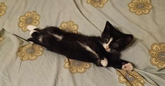 Котёнок в добрые руки