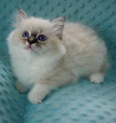 Котята Священная Бирма
