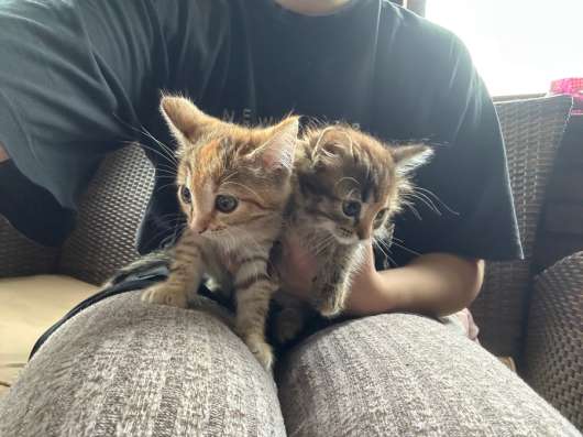 Котята в добрые руки в Можайске