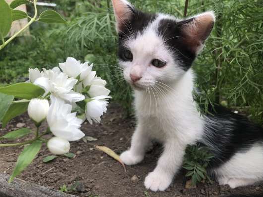 Котята в добрые руки в Невьянске фото 4
