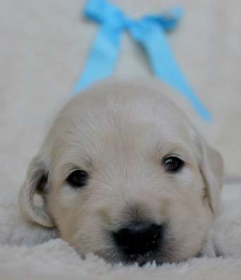 Golden Retriever Welpen фото 5