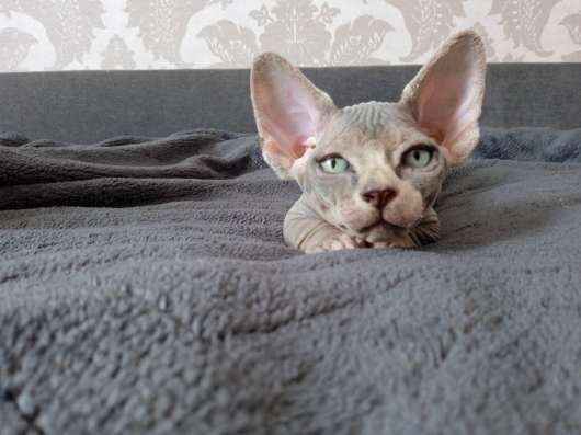 Котята канадского сфинкса (Бамбино - эльф) фото 7