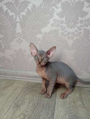 Котята Канадский сфинкс фото 3