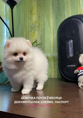 Шпицы с документами РКФ