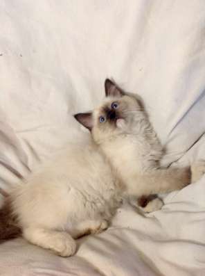Котенок мальчик ragdoll фото 8