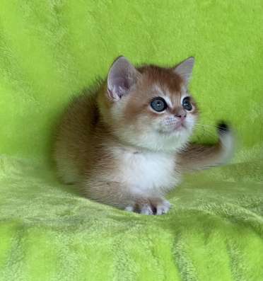 BRIny12 котёнок золотая шиншилла британец