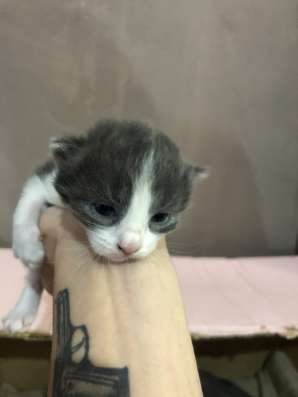 Продам троих пушистых котят! фото 8