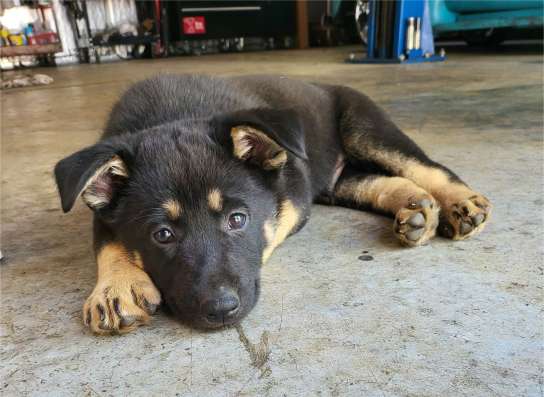German shepherd puppies