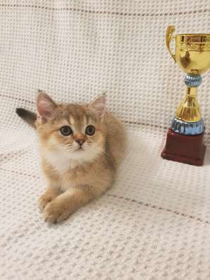 Шотландские котята фото 5