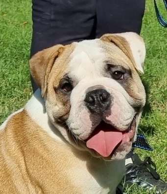 Englische Bulldogge фото 4
