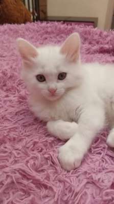 Отдам котят в хорошие руки