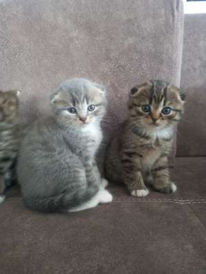 Продам шотландских котят в Чите
