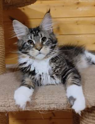 Котята мейн кун в Нижнем Новгороде фото 3