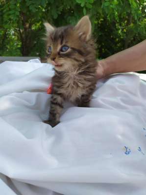 Котята, приносящие счастье