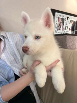 Щенки Помски Pomsky puppies в Москве фото 17