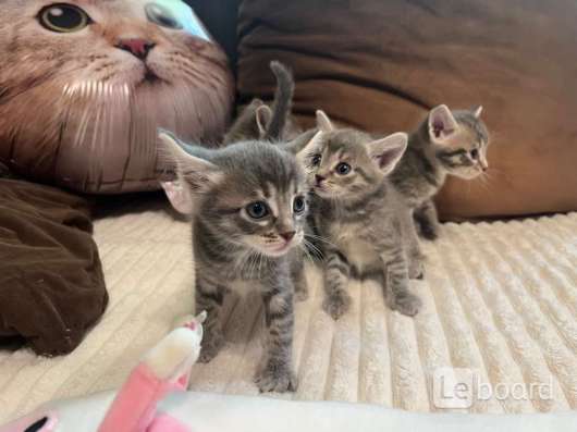 Котята в добрые руки в Томске фото 4