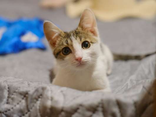 Котенок Степка в добрые руки