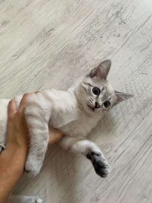 Продам котенка,мальчик шотландец.