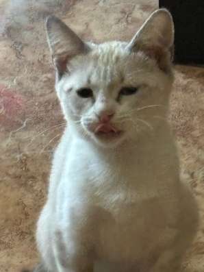 Котенок в добрые руки в Уфе фото 6