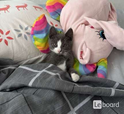 Котенок русский голубой