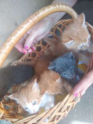 Котята в добрые руки