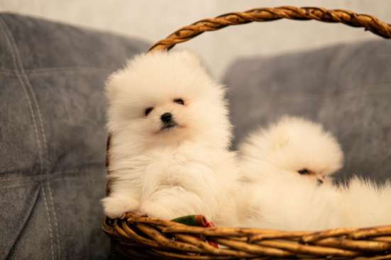 POMERANIAN SPEECHES