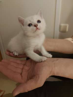 Шотландские вислоухие котята