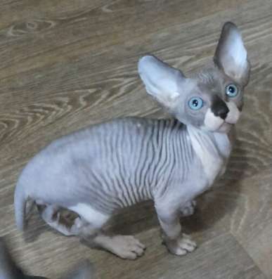 Котята канадского сфинкса фото 5